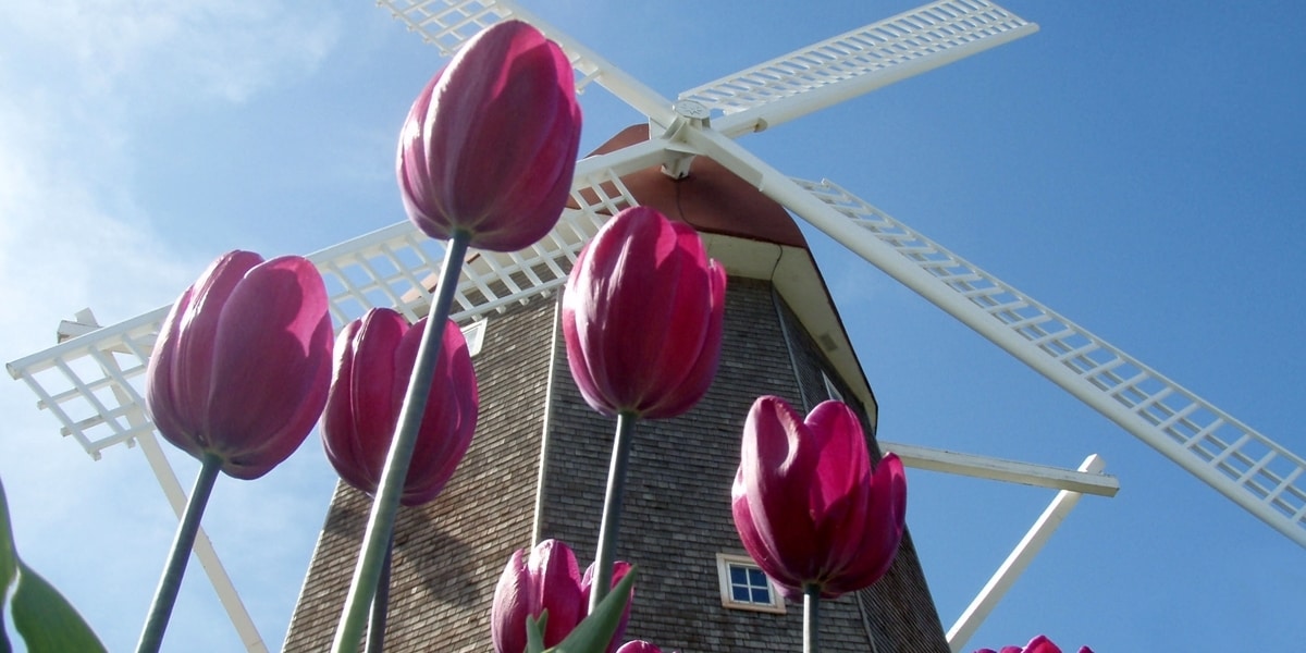 Tulips bloom in front of the Orange City Chamber windmill.