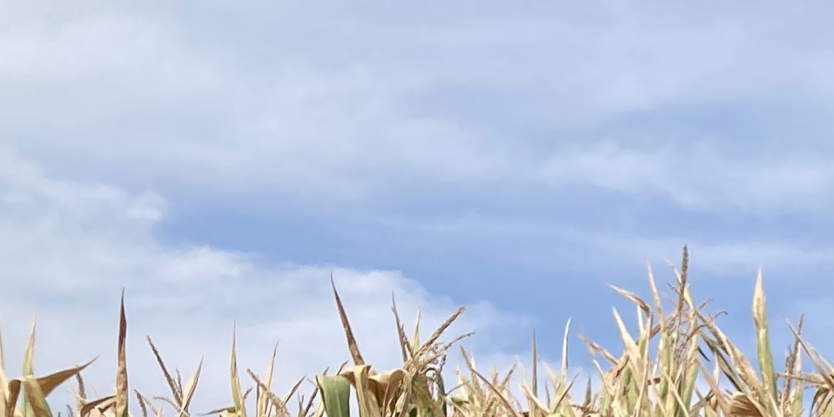 <div class='profile-name'>Gideon Fynaardt</div>